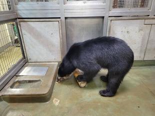 硬い竹で作られたフィーダー（雪雄編）