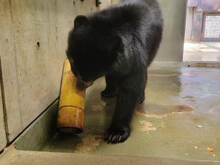 硬い竹で作られたフィーダー（美雪編）