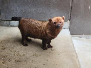 最終日の様子（ヤブイヌのスマイラー）