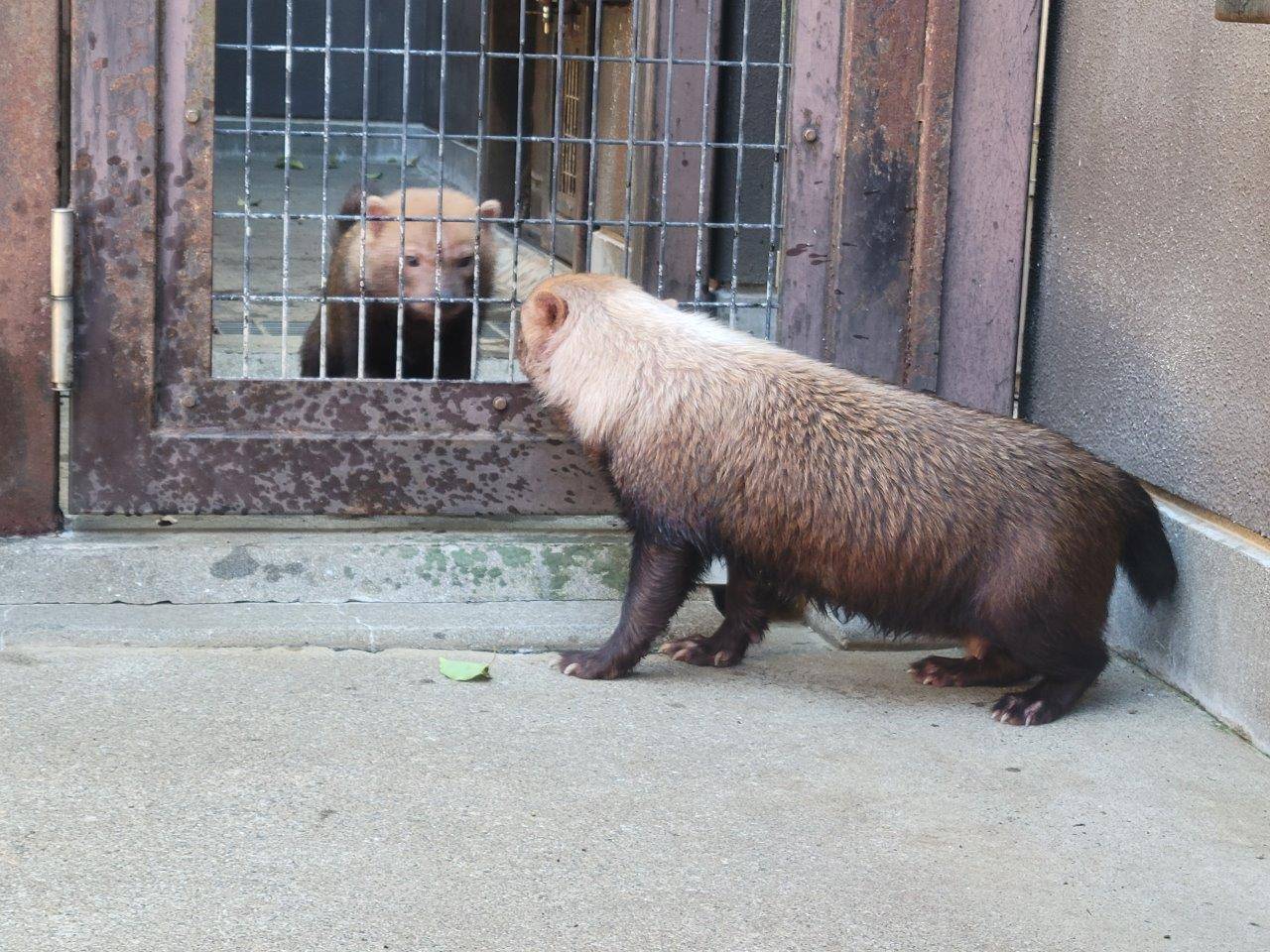 ヤブイヌのカノン②の写真