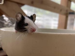 ただいま練習チュウ