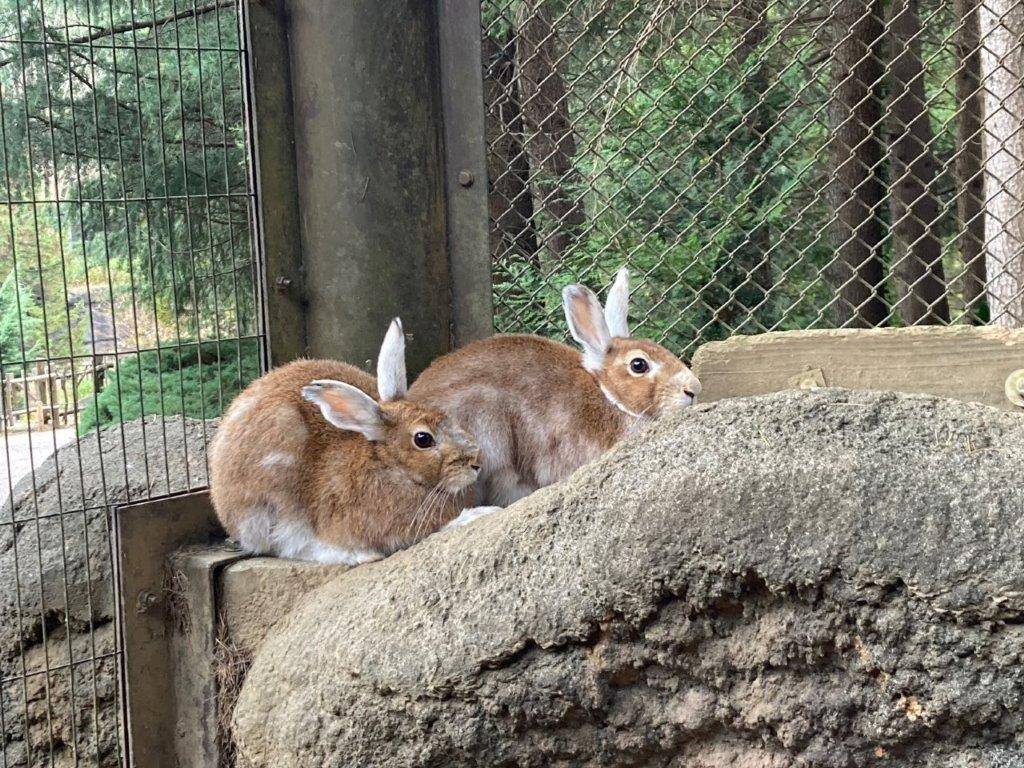 あやめ、最近の変化の写真