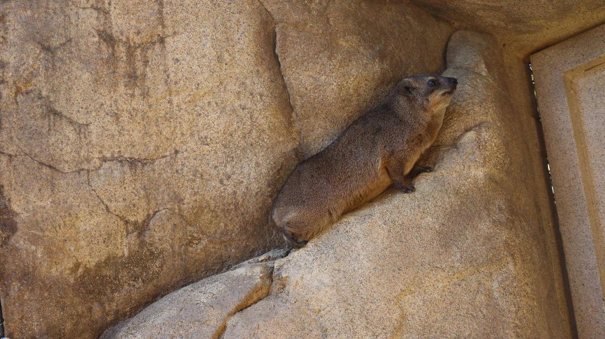 ハイラックスはゾウの仲間に近縁です！|アフリカのサバンナ