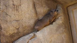 ハイラックスはゾウの仲間に近縁です！