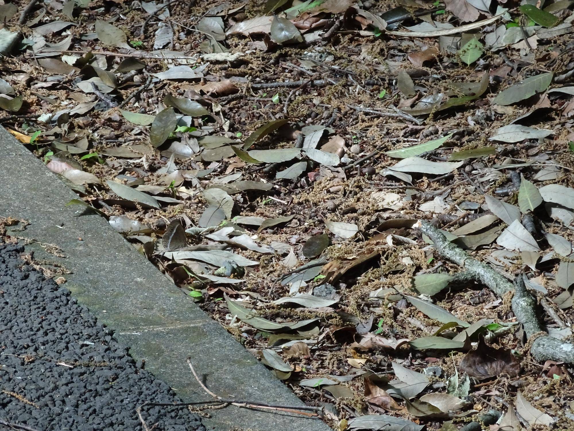 ~ 擬態☆見つけたい! #6 ~の写真