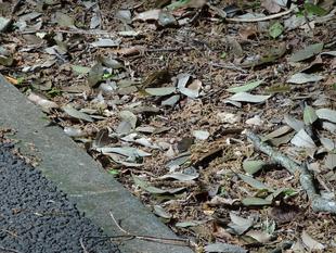 ～　擬態☆見つけたい！　#6　～