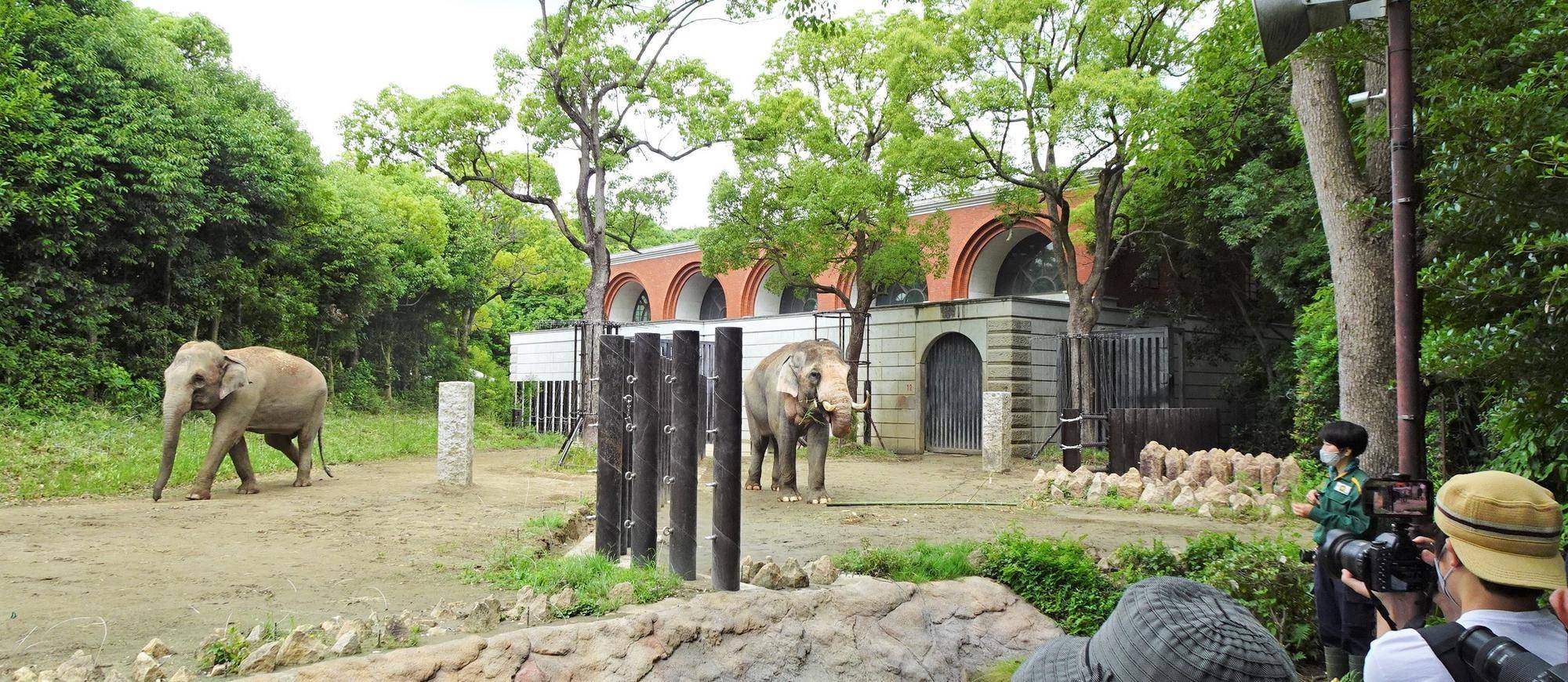 ~インドゾウ~七夕でバタバタの巻の写真
