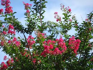 ～　百日紅　～