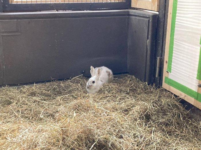 あやめ、治療中.jpgのサムネイル画像