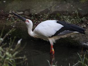 ありがとうタマコ