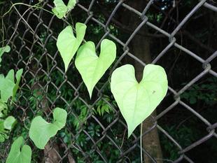 ～　💚ハート💛　～