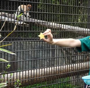 テングザルの七夕☆*+。