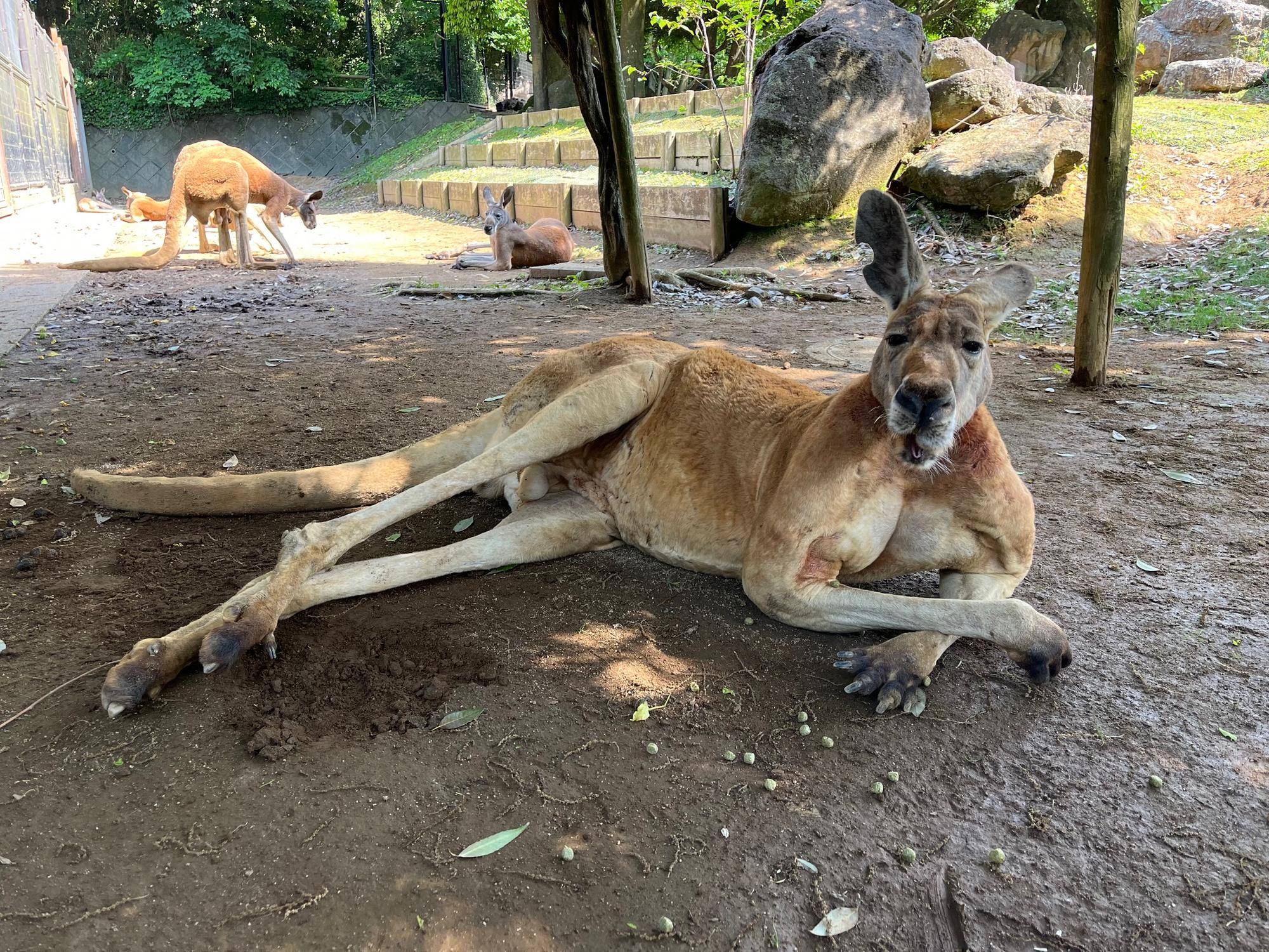 アカカンガルー個体紹介 オス(前編)の写真