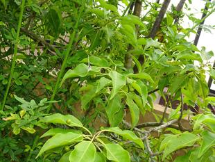 ～　擬態☆見つけたい！　#7　～