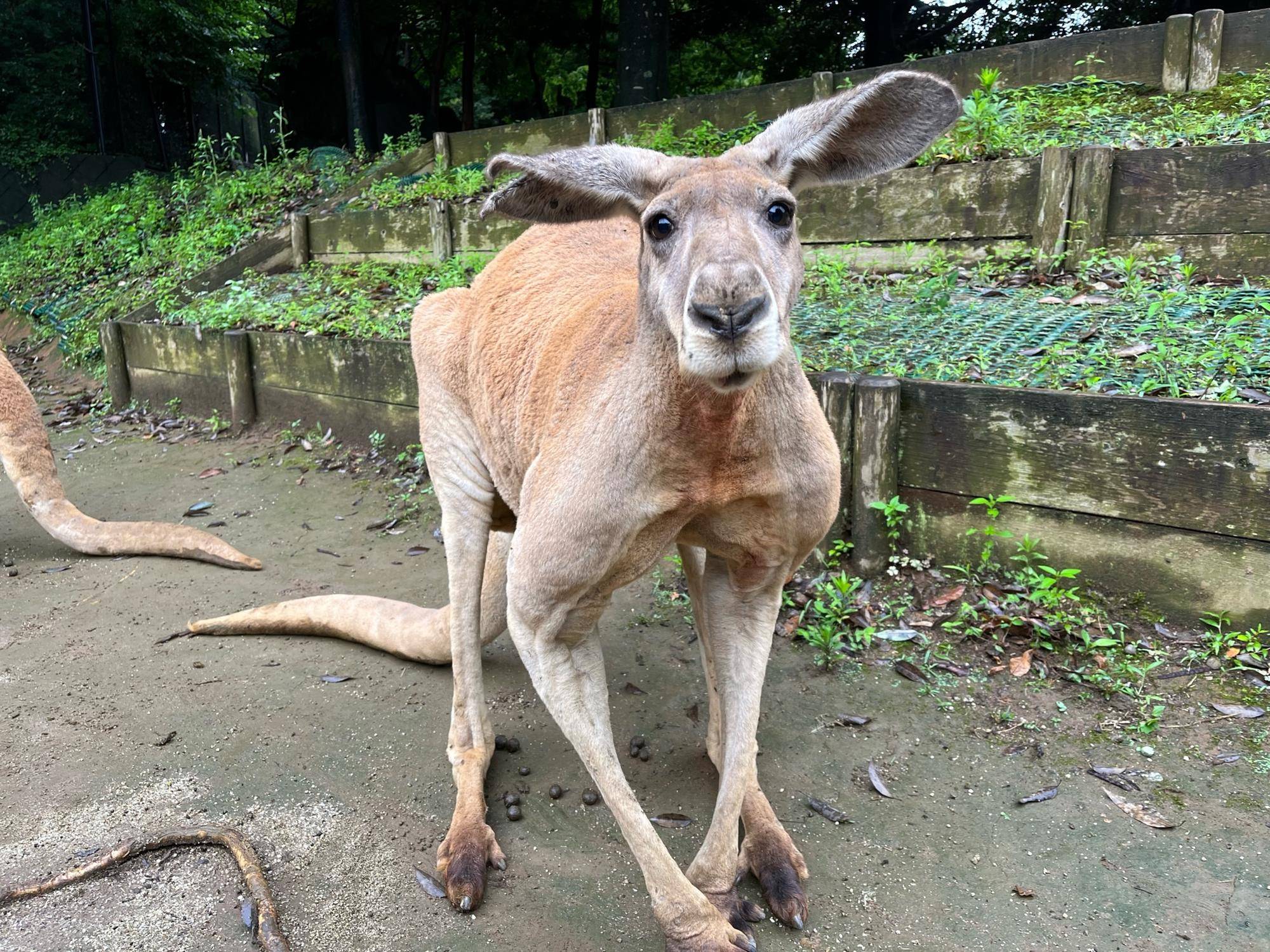 アカカンガルー個体紹介 オス(中編)の写真