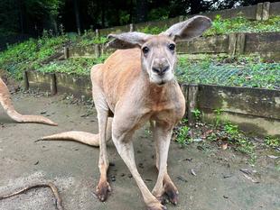 アカカンガルー個体紹介　オス（中編）