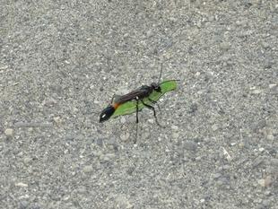 ～　カリバチ　～