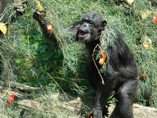 チンパンジーたちの七夕まつり☆彡　～イベント編～