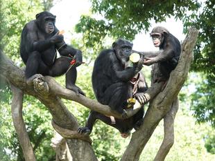 チンパンジーたちの七夕まつり☆彡　～準備編～