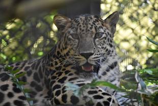 トライ、３歳！