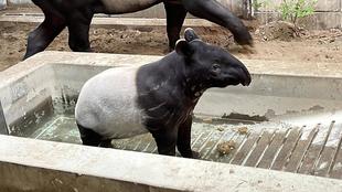 うり坊成長日記　回答します！編