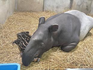 うり坊成長日記　「枕」編