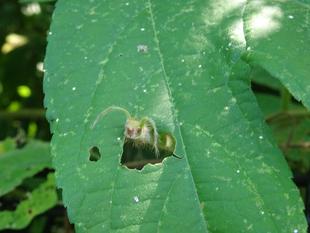 ～　擬態☆見つけたい！　番外編　～