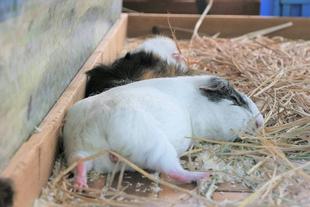 暑くて溶ける？モルモット！