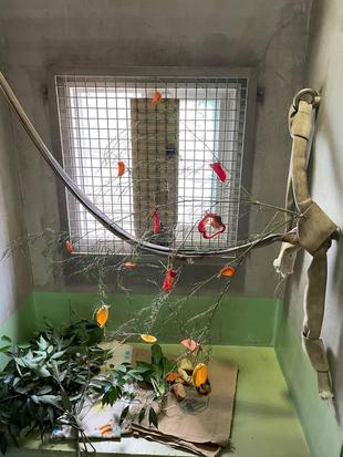 チンパンジーたちの七夕まつり☆彡　～特別編～