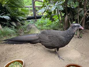 カンムリセイランの体の変化