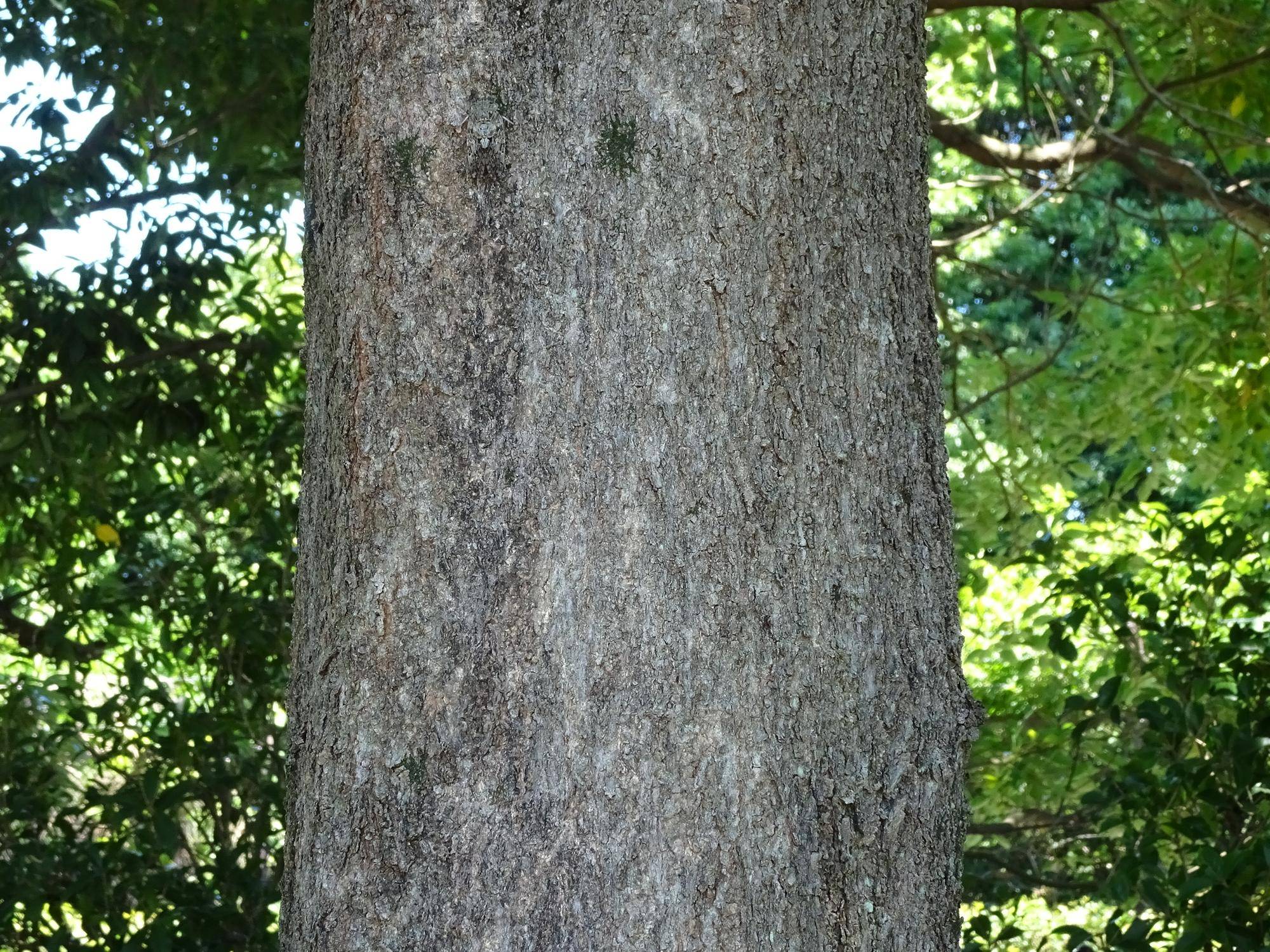 ~ 擬態☆見つけたい! #8 ~の写真