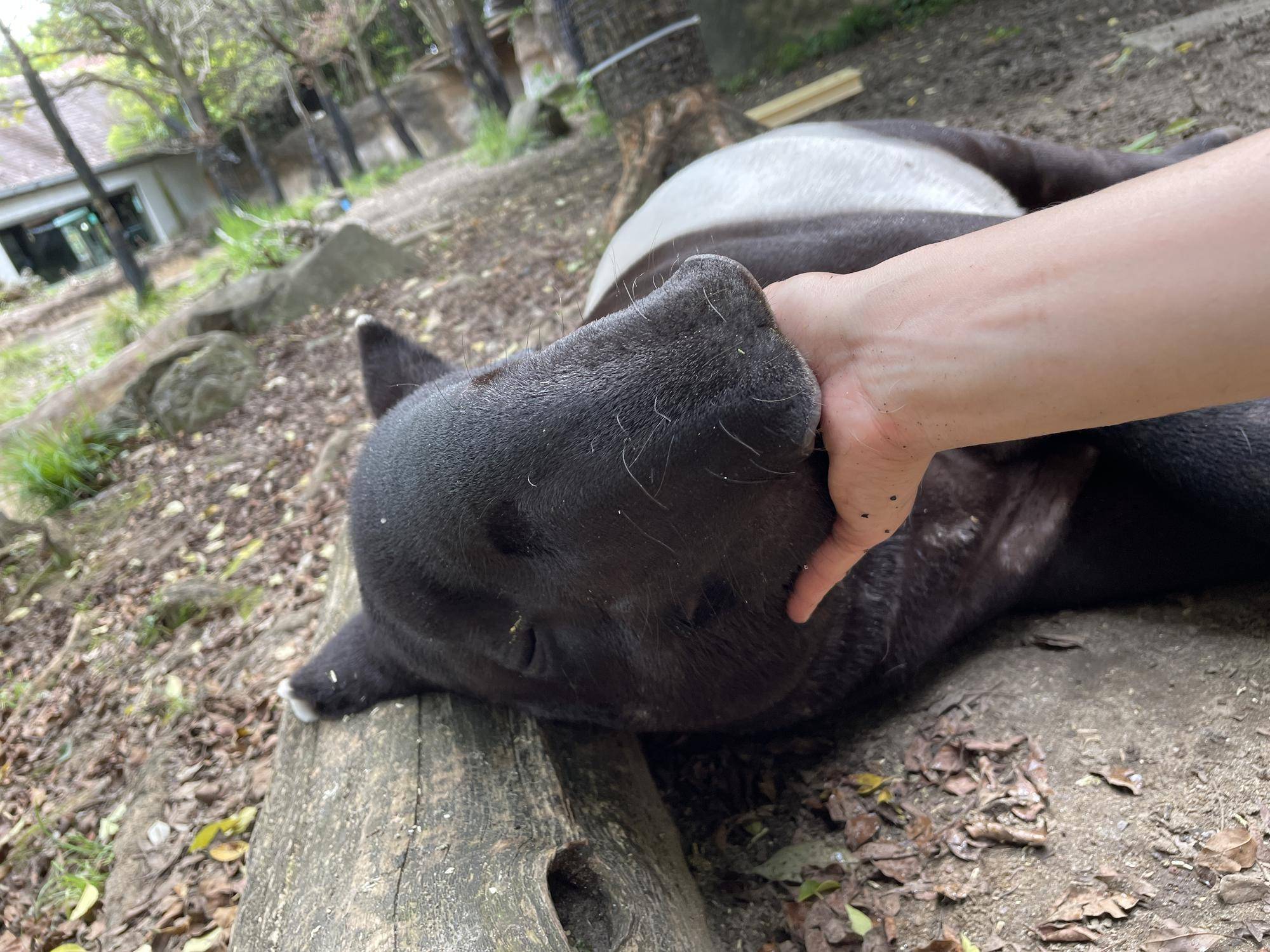 うり坊成長日記 生後半年編の写真