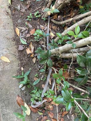 キノボリカンガルー展示場裏に・・・☆*+。