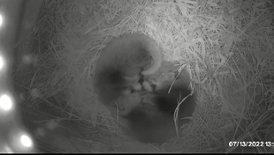 レッサーパンダの赤ちゃん誕生！！