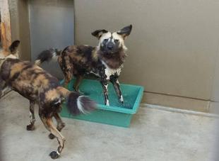 リカオンのプール開き