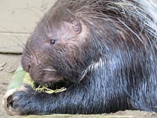 遅れて、七夕。