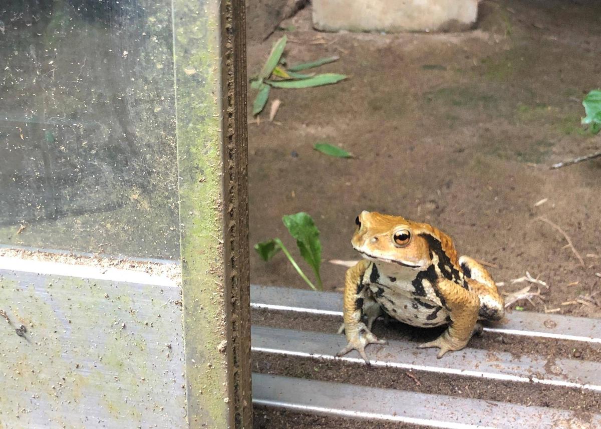 まめたろうとカエル|飼育日誌｜ブログ|よこはま動物園ズーラシア公式