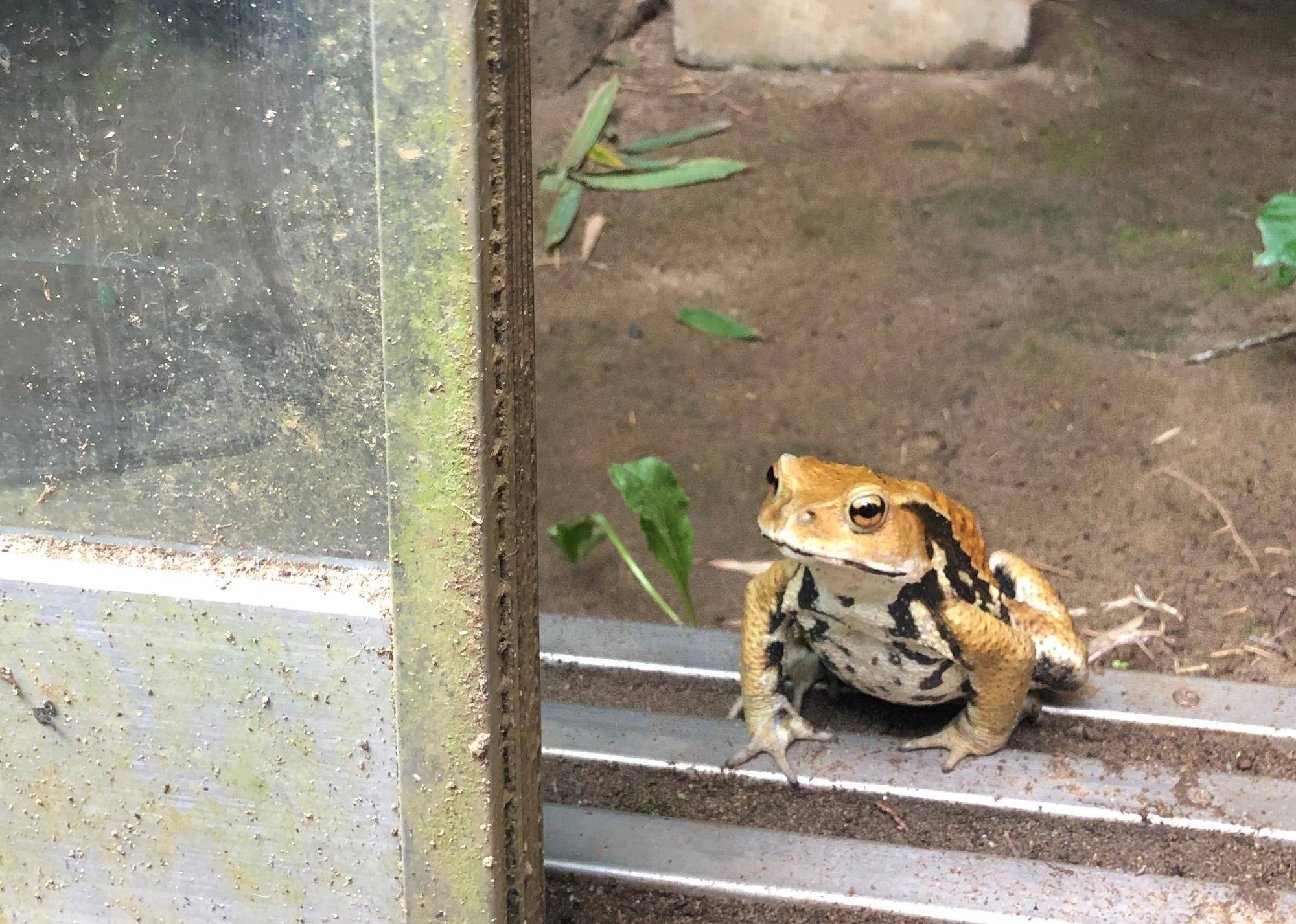 まめたろうとカエルの写真