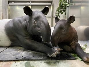 うり坊成長日記　暑い夏を快適に...編