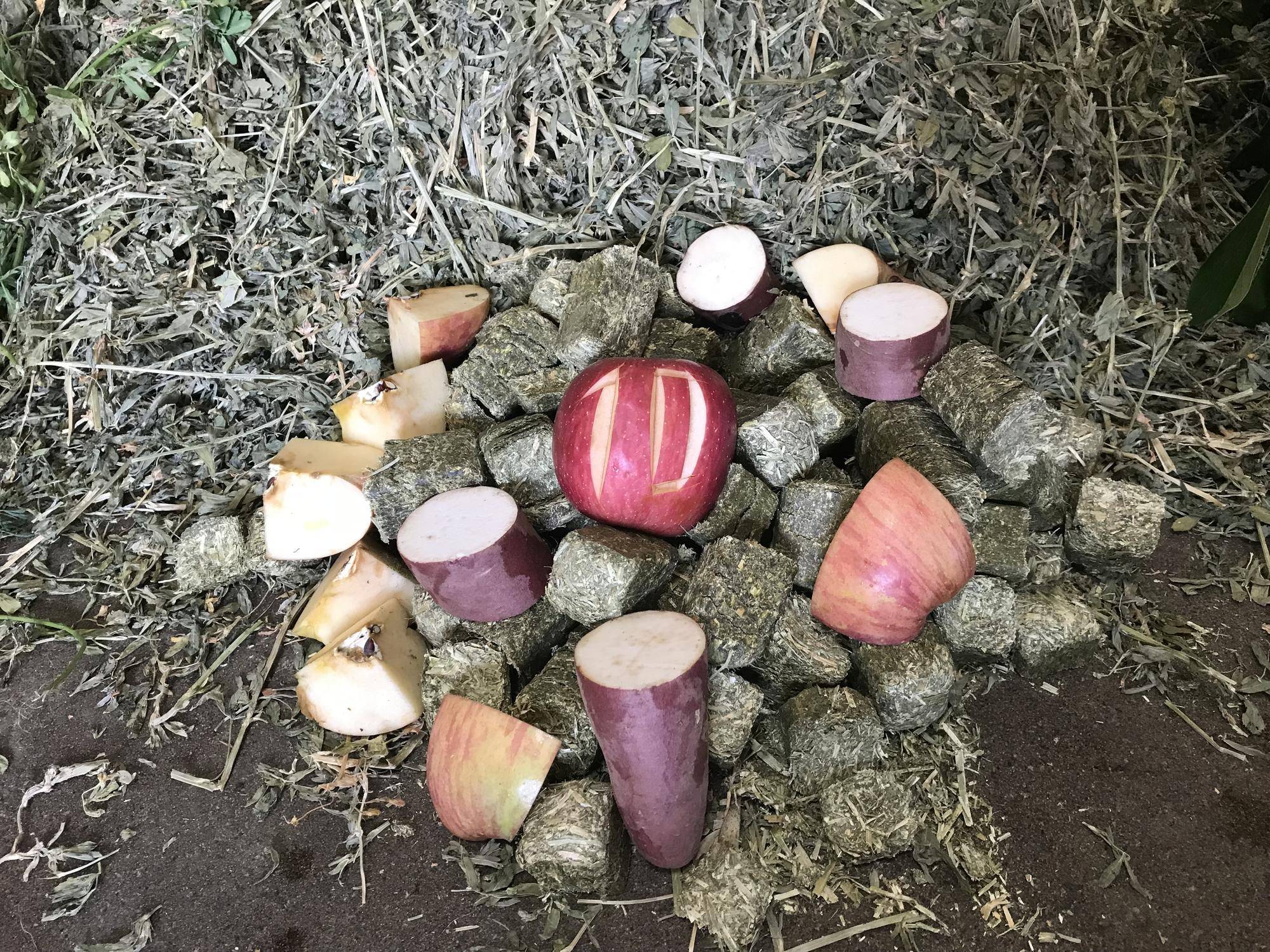ヒガシクロサイのアキリが10歳になりましたの写真