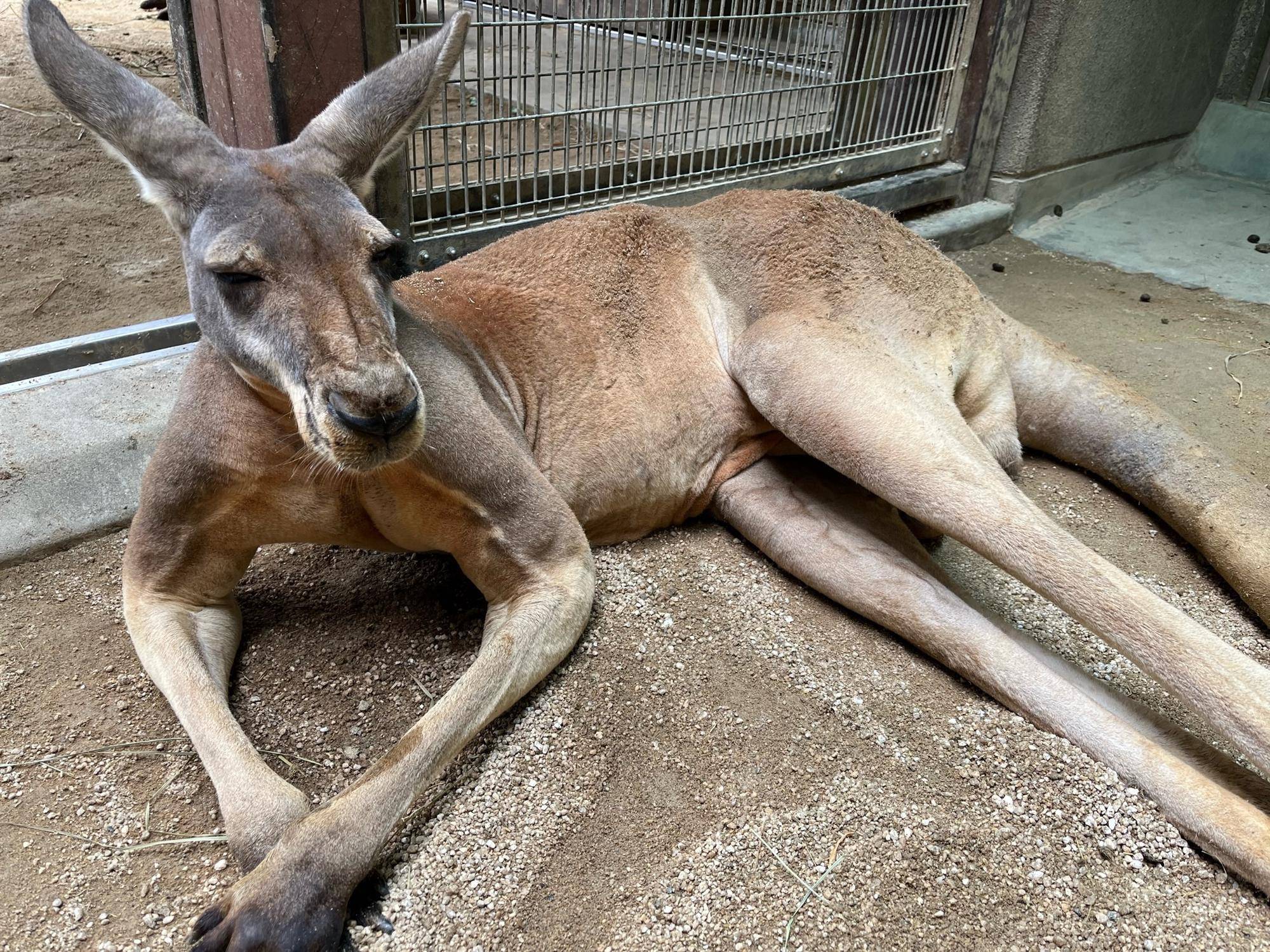 アカカンガルー個体紹介 オス(後編)の写真