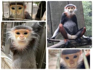 マニとプクとの思い出