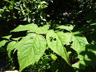 ～　擬態☆見つけたい！　#9　～