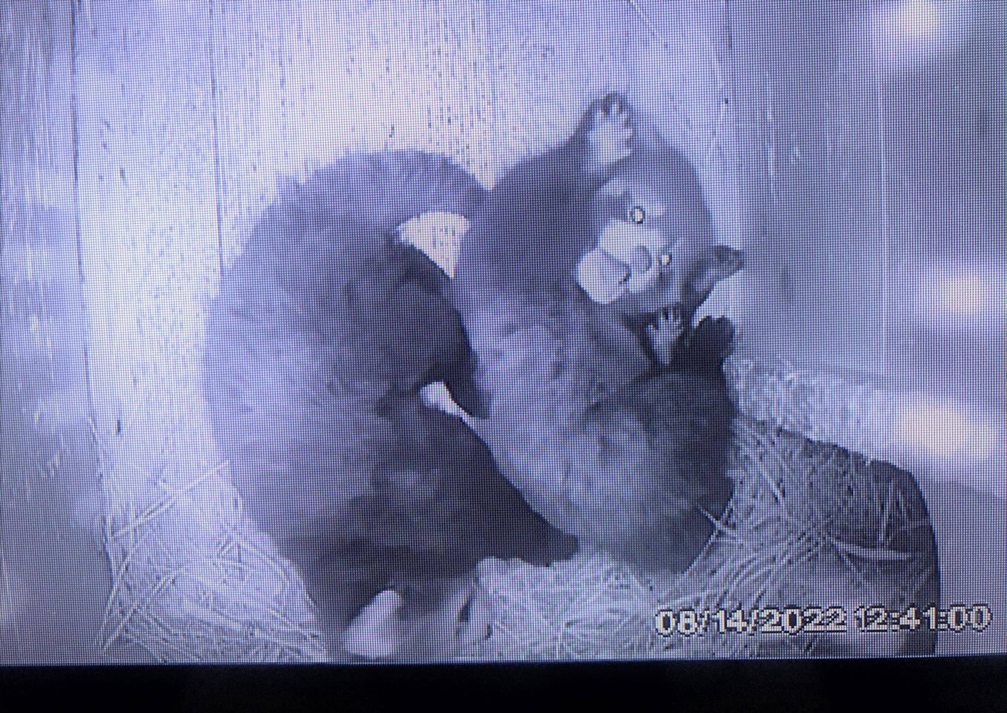 レッサーパンダすくすく成長日記　[なにが見える？]の写真