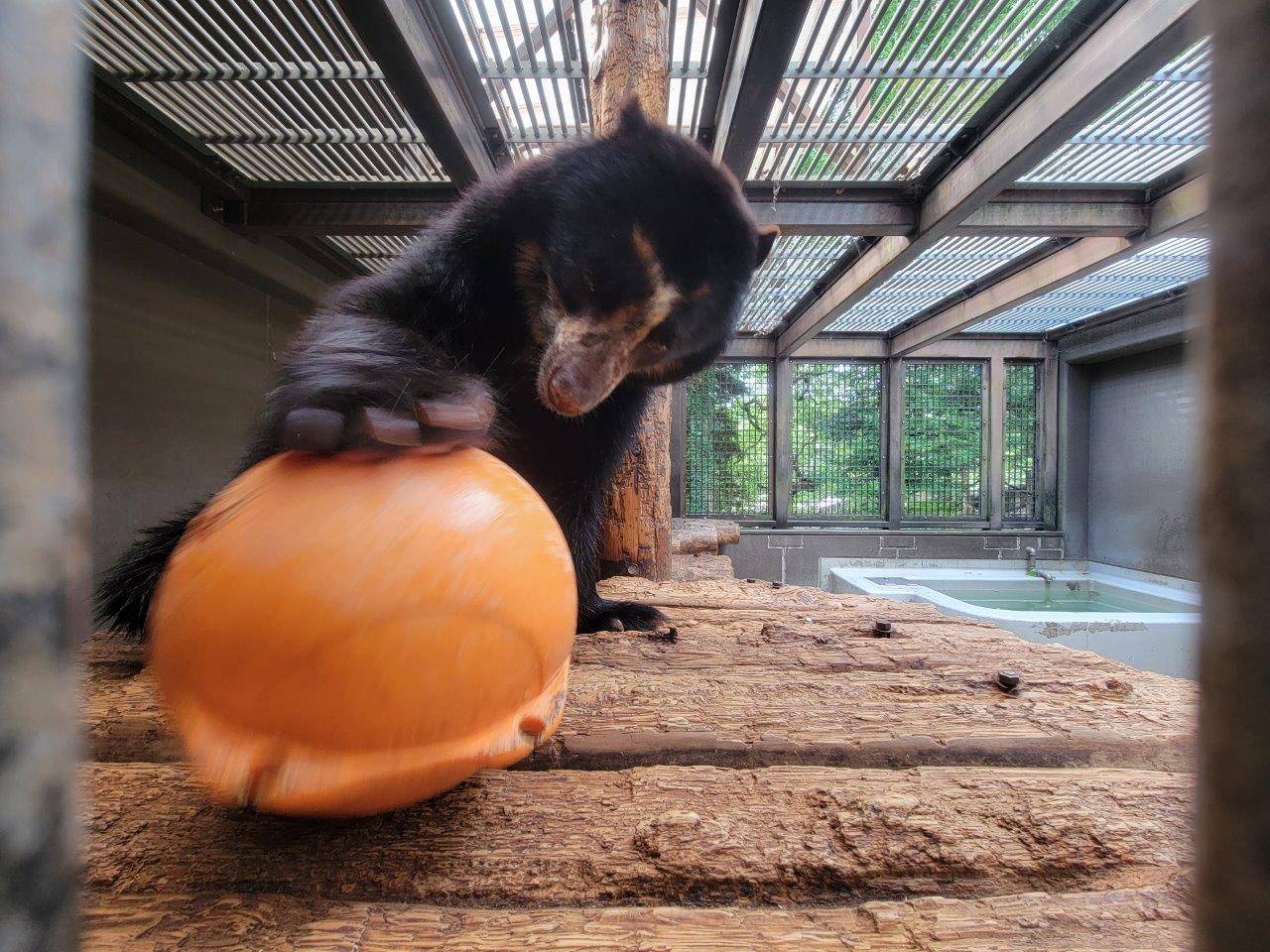 メガネグマの雪雄はなかなか賢いと思う理由の写真