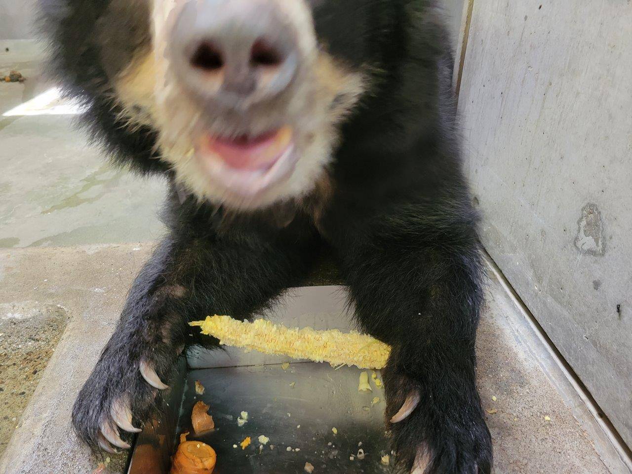 ナイトズーラシア用に与えてみた餌の話(メガネグマ)の写真
