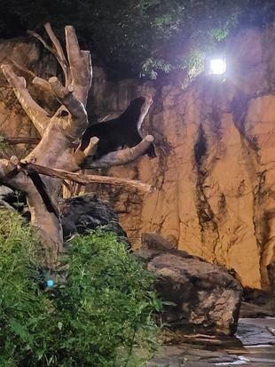 ナイトズーラシアが終わって少し経ちましたが・・・