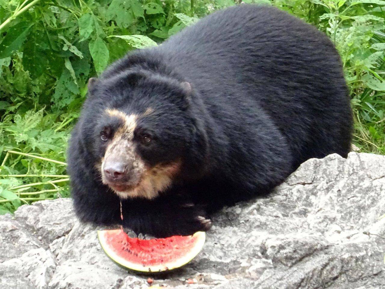 ナイトズーラシアの時のメガネグマの写真