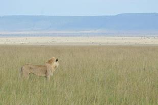 ライオン担当者が見た、アフリカ紀行！連載スタート☆★