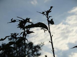 ～　自然体験林　8月編　～